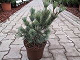 Blaue Kriechkiefer - Pinus pumila - Glauca - niedrig bleibendes und attraktives Nadelgehölz - 15-20 cm