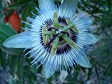 Blaue Passionsblume 10 Samen (Passion Flower)