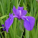 Blaue Wasserschwertlilie / Iris laevigata im 9x9 cm Topf - Klärpflanze Gartenteich