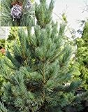 Blaue Zirbelkiefer - Pinus cembra - Compakta Glauca - sehr dekorativ - 25-30 cm