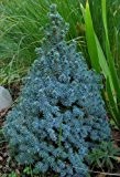 Blaue Zwerg Zuckerhutfichte - Picea glauca Sander's Blue - verschiedene Größen (50-60cm - 5Ltr.)