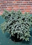 blauer Kriech Wacholder Juniperus squamata Blue Carpet 25 - 30 cm breit im 2 Liter Pflanzcontainer