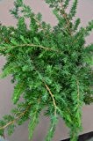 blauer Küsten Wacholder Juniperus conferta Slager 25 - 30 cm breit im 2 Liter Pflanzcontainer