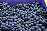 Blauer Muskateller Weinrebe, Obststrauch Busch, Vitis vinifera, Weinrebe winterhart, Tafeltraube blau, im Kübel, 60 - 100 cm