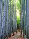 Blauer Riesenbambus Bambusa textilis 10 Samen