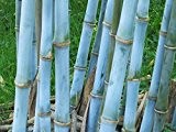 Blauer Riesenbambus - Bambusa textilis - 20 Samen