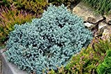 Blauer Strauchwacholder - Juniperus chinensis Blue Alps - verschiedene Größen (55-65cm - 5Ltr.)