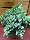 blauer Zwerg Wacholder Juniperus squamata Blue Star 15 - 20 cm hoch im 2 Liter Pflanzcontainer