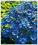 Blaues Gänseblümchen 50 samen, Zwerg Margerite, Brachycome - strahlend blauvioletten Blüten (Brachycome Blue)