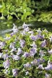 Blaues Lippenmäulchen (Mazus Reptans) Bodendecker im Topf - ganzjährig, violett-lila, winterhart, teppichbildend - Staude vom Testsieger Garten Schlüter