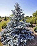 Blaufichte Silberfichte - Picea pungens 'Hoopsii' - 55cm im 3 Ltr. Topf