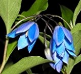 Blauglöckchen 5 Samen (Sollya)Schöne Kletterpflanze