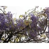 Blauregen >Wisteria sinensis< 50 Samen (Schöne blühende Kletterpflanze Winterhart)