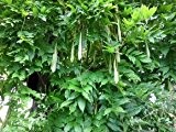 Blauregen - Wisteria sinensis - Wisteria - Glyzinien - Pflanze von Native Plants