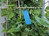 Blautafeln - Blausticker 20 Stück/5x12 cm - Leimtafeln für geflügelte Thrips von Native Plants