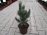 Blauzirbel-Kiefer - Pinus cembra - Compacta Glauca - sehr dekorativ und sehr winterhart - 25-30 cm