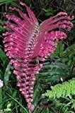 Blechnum sp. Pink Panama - Pinkfarbener Farn - 10 Samen