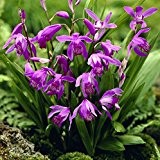 Bletilla striata purple - Japanorchidee 'purple'