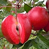 Blue Vessel 10 PCS Apple-Samen roten Apfel Obst Liebe rotes Fleisch Obstbäume vergossen Obstbäume