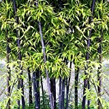 Blue Vessel Seltene lila Timor schwarzer Bambus Samen Bambusa Bambus gepflanzt Hof 100 Einheiten - Paket