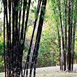 Bluelover 100pcs schwarzen Bambus Samen Hof Phyllostachys Nigra Gartenpflanzen