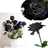 Bluelover 20 schwarze Rose Rose2 Blumensamen