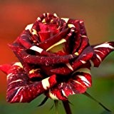 Bluelover 30pcs Abracadabra China-Rose Samen DIY-Haus-Garten-Dekor