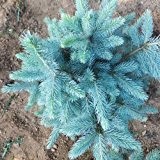 Bluelover 30pcs Kolorado-blaue Fichte Baum Samen Picea Pungens Fir Pflanze
