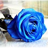Bluelover 50 Stück Blau Rose Samen DIY Hausgarten Dez