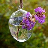 Bluelover Ei-Form hängende Vase Hydrokulturpflanzen Glasbehälter