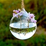 Bluelover Kugelform hängende Vase Hydrokulturpflanzen Blume Glasbehälter