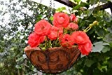 Blumenampel -Metall-Ampel- Pflanzenampel - praktische stabile Ausführung - aus Metall - Durchmesser 30 cm für Haus und Garten