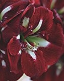 Blumenhandel Ullrich Amaryllis Barbados Hippeastrum 1 Blumenzwiebel