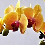 Blumensamen für zu Hause Garten Phalaenopsisorchidee Samen kaufen-direct-from-china orquidea semente 30PCS Orchidee-Samen F96
