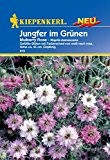 Blumensamen - Jungfer im Grünen Mulberry Rose von Kiepenkerl