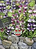 Blumensamen - Lupinen Bicolour Mix von Sperli-Samen