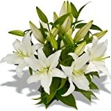 Blumenstrauß "weiße Lilien" 5 Stück, verzweigt