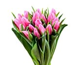 Blumenversand - Blumenstrauß - zum Geburtstag - 20 Stück rosa/pink Tulpen mit heidelbeergrün - mit Gratis - Grußkarte zum Wunschtermin ...