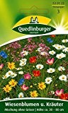 Blumenwiese - Wiesenblumen u. Kräuter Mischung ohne Gräser von Quedlinburger Saatgut