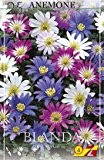Blumenzwiebeln Strahlenanemone - "Anemone blanda" - 25 Stück zur Verwilderung
