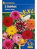 Blumenzwiebeln XXL 3 Schmuck-Dahlien Mischung