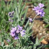 Blumixx Stauden Lavandula angustifolia 'Dwarf Blue' - Garten-Lavendel