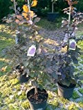 Blutbuche Fagus sylvatica purpurea 80 - 100 cm hoch im 5 Liter Pflanzcontainer