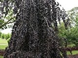 Blutbuche 'Purple Fountain' - Fagus sylvatica 'Purple Fountain' - Hausbaum