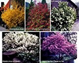 Blütenhecke XL, 5 Pflanzen, bestehend aus je 1 Strauch der Sorte Maiblumenstrauch weiß blühend, Goldglöckchen gelb blühend, Zierjohannisbeere rot blühend, ...