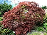Blutfächer-Ahorn (Acer palmatum-atropurpureum) 25 Samen -Winterhart- *Bonsai geeignet*
