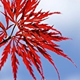 Blutfächerahorn (Roter Fächerahorn) - Acer palmatum atropurpureum - Samen