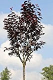 Blutpflaume - Hausbaum, Prunus cerasifera "Nigra", 15 Liter Container, inkl. Pflanzstab und Sisal-Band