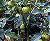 Bobby-Seeds BIO-Samen Tomatillo Grün Portion
