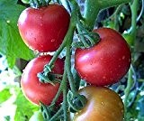 Bobby-Seeds BIO-Tomatensamen Kremser Perle Portion